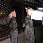 ارانب لحم تربيه إيطالية الون اسود