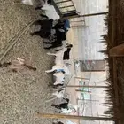 جفاروتيوس