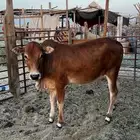 للبيع عجله بلديه تصلح ذبح ومقنوي