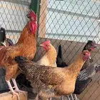 دجاج تم البيع