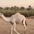 مفروده طيب للبيع الموقع الشملي