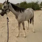 مهر