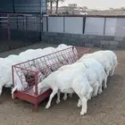 طليان فل شحم