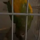 بغبغاء يويو سنقالي للبيع