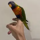 لوري متكلم اليف