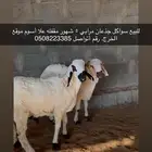 سواكن الجدعان مرابي خمس شهور
