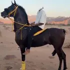 حصان شعبي شيخ