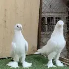 حمام تركي