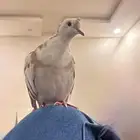 زوج قمري هولندي اليف ومنتج