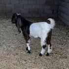 تيس مشروك
