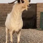 تيس بيشي صنف الصنف