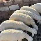 طليان