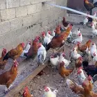 دجاج بلدي للبيع العدد تقريبا  220