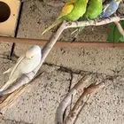 طيور بادجي زوجين