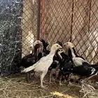 سندي بيور