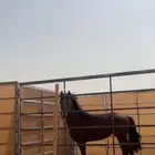 حصان شعبي جمره