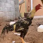 ديك باكستاني