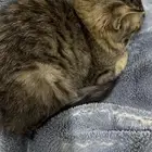 بسه للتبني