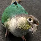 ببغاء كنيور