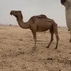 لقحه حمرا سنها شاق