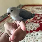 طير ببغاء روز اليف هدد نشششبه