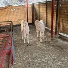 ماعز هولندي صنف