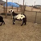 للبيع 2 سواكن دفيع