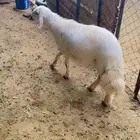 خروف اصفر بلدي