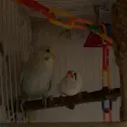 طيور للبيع