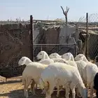 رخال صنف طيبه