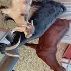 ماعز