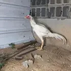 ديك باكستاني