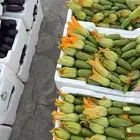 خضار القصيم