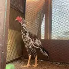 ديك سندي