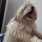 الاسم اي ا العمر3شهور نوع انثى الرياض