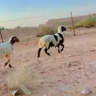 نعيم
