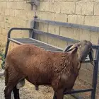طليان سواكني جذعان