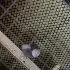 كروان جوز مشاءالله منتج الانثى فينو والذكراسبلت البينو