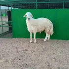 فحل حري