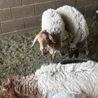 خروفين نعيم و رخل