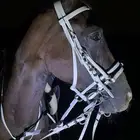 تعليم ركوب الخيل و الفروسية
