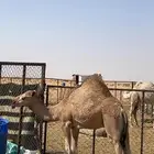 قعود طايش