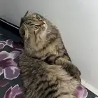 قطة هجين سكوتش فولد مع شيرازي للبيع ب 300