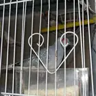 طيور