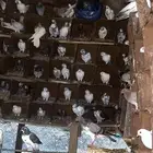 حمام بلدي