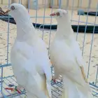 حمام زوج صنعاني