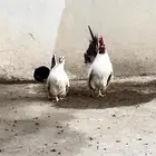 دجتج جبانيز منتج بفروخه اللون واضح