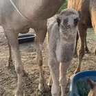 خلفه مصغر تحتها قعود