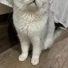 سكوتش ذكر تزاوج