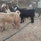 معزا دفيع